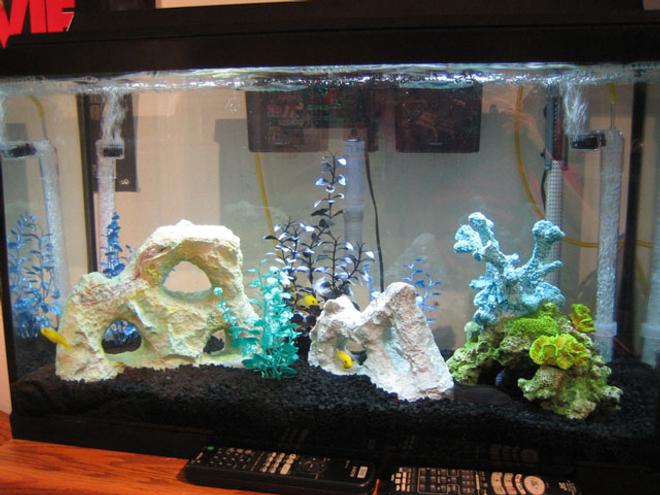 30 gallons freshwater fish tank (mostly fish and non-living decorations) - my fish tank :)