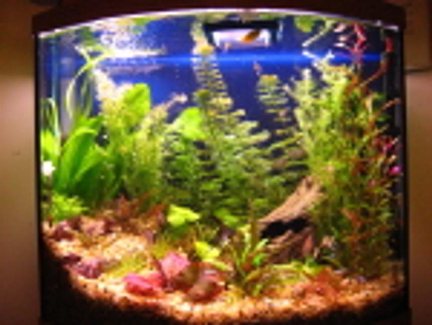 Rated #155: 26 Gallons Planted Tank - Angels, Gouramis, Danios, Black skirt tetras, red eye tetras, cardinal tetras, red fin tetras, Kuhli Loaches, cories, algae eaters, frogs.

Red Tiger lotus, Camboba, Foxtail, swords, wendi, banana plant, rotella, the rest is unknown