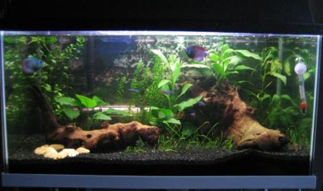 20 gallons planted tank (mostly live plants and fish) - My setup - with plants and two peices of driftwood