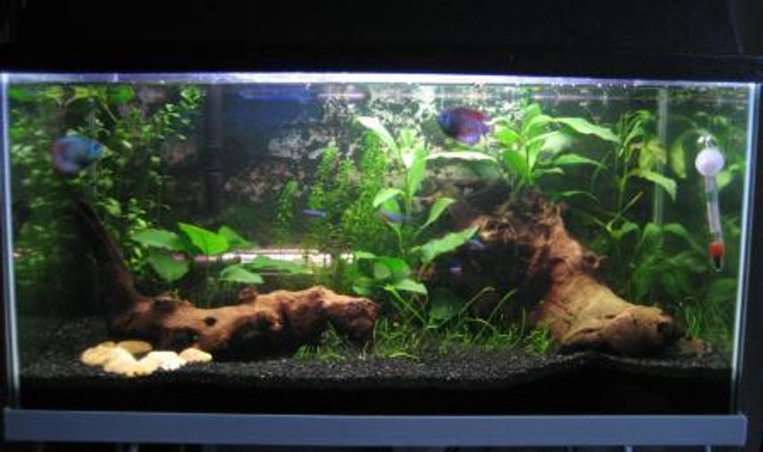 Rated #70: 20 Gallons Planted Tank - My setup - with plants and two peices of driftwood