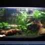20 gallons planted tank (mostly live plants and fish) - My setup - with plants and two peices of driftwood