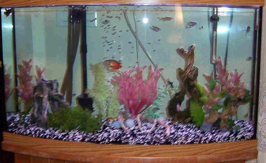 Rated #4060: 46 Gallons Freshwater Fish Tank - 46 gallon bowfront full view