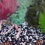 freshwater fish - botia macracantha - clown loach stocking in 46 gallons tank - my 2 clown loaches