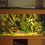 66 gallons freshwater fish tank (mostly fish and non-living decorations) - my 66 gallon tank