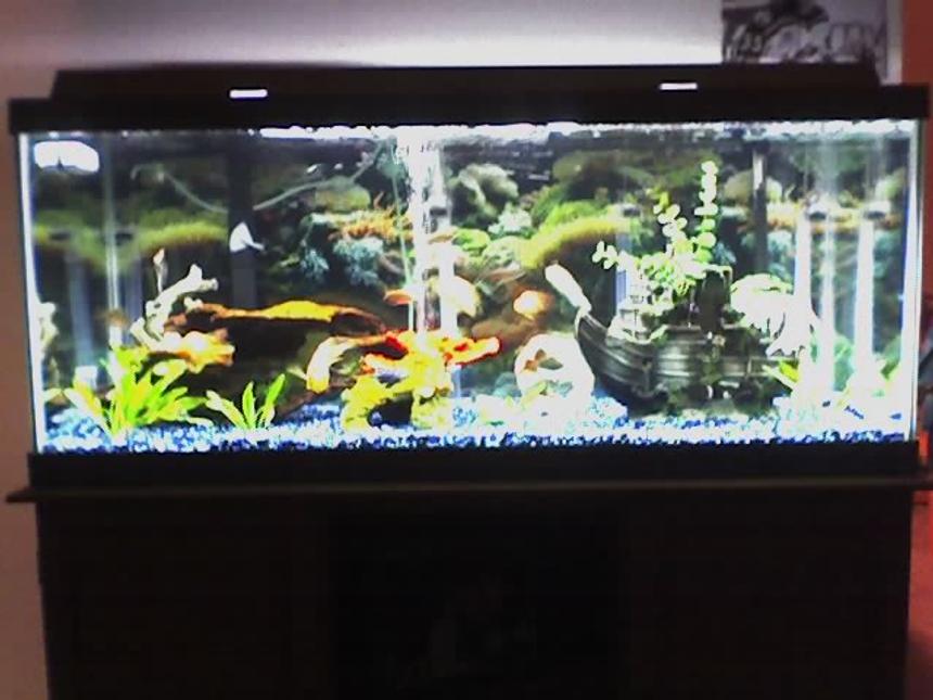 Rated #179: 75 Gallons Planted Tank - mine for your viewing