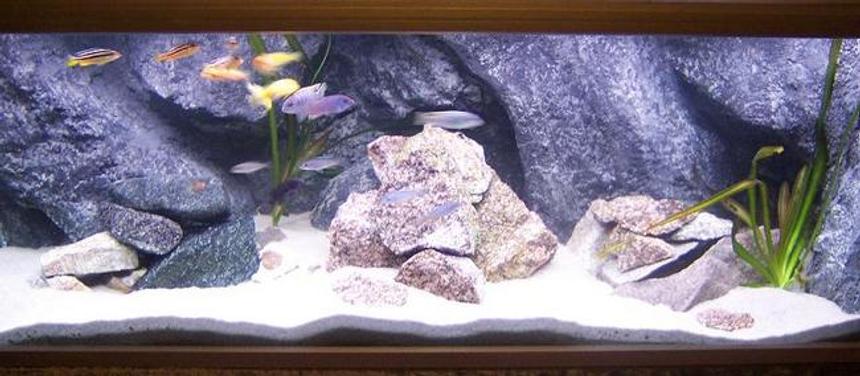 Rated #57: 50 Gallons Freshwater Fish Tank - this my big tank