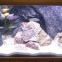 50 gallons freshwater fish tank (mostly fish and non-living decorations) - this my big tank