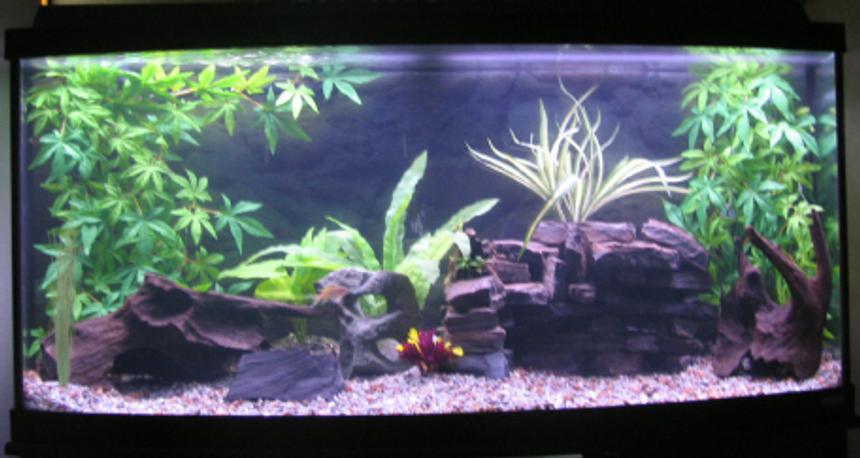 Rated #128: 72 Gallons Freshwater Fish Tank - 72 gallon African cichlid tamk