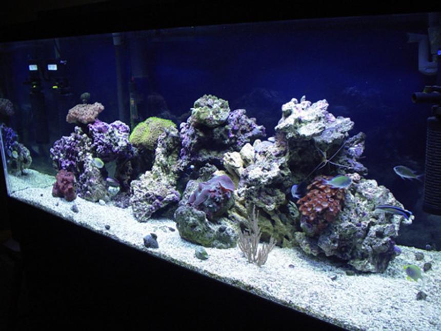 Rated #103: 75 Gallons Reef Tank - 1/12/06