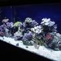 75 gallons reef tank (mostly live coral and fish) - 1/12/06