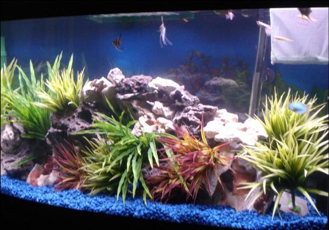 72 gallons freshwater fish tank (mostly fish and non-living decorations) - My 72 gallon freshwater tank with breeding net