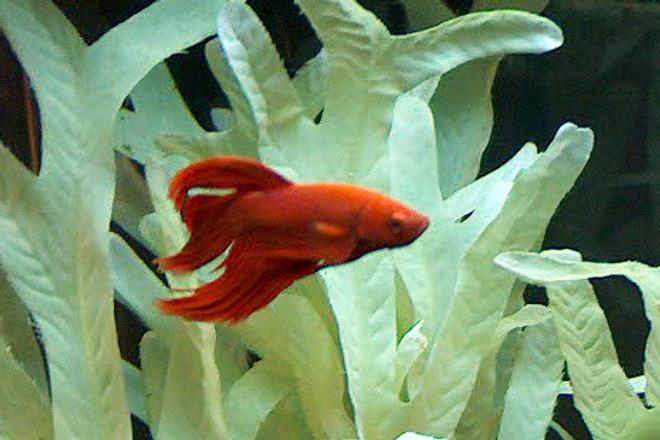 freshwater fish - betta splendens - betta - male stocking in 6 gallons tank - Betta Splendens.