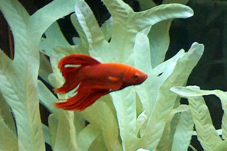 Rated #138: Freshwater Fish - Betta Splendens - Betta - Male Stocking In 6 Gallons Tank - Betta Splendens.
