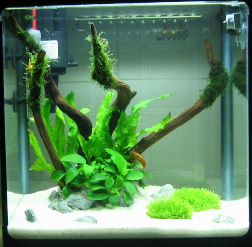 Rated #80: 9 Gallons Planted Tank - 9Gal/35L Hidden Oasis!