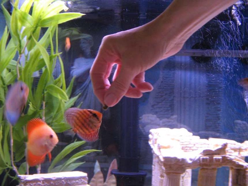 Rated #618: Freshwater Fish - Symphysodon Sp. - Blue Diamond Discus Stocking In 46 Gallons Tank - My baby Discus being hand fed in one of my 46 gallon Bow Fronts
