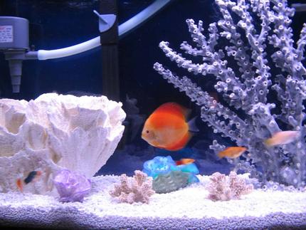 freshwater fish - red melon discus stocking in 46 gallons tank - My Red Melon Discus swimming in her pretend saltwater tank. All decorations are completely fake and freshwater safe. Just in case any of you Discus lovers were wondering. 55 Gallon  6 Discus only.1- Red melon 4.5 inches, 1-Lg 6 inch blue, 1-2.5