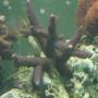corals inverts - acropora sp. - scripp's green tip staghorn stocking in 75 gallons tank - unknown species staghorn acropora