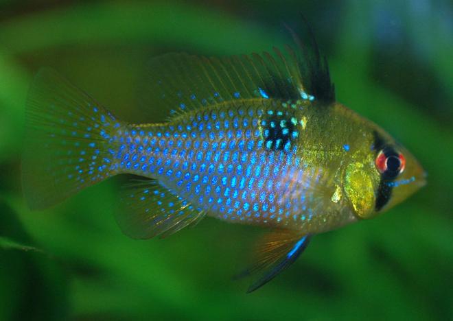 freshwater fish - papiliochromis ramirezi - german blue ram stocking in 250 gallons tank - Microgeophagus ramirezi female