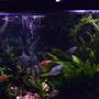 85 gallons planted tank (mostly live plants and fish) - Here you can see a good mix of the fish and different plants.