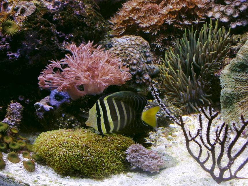 Rated #20: Saltwater Fish - Zebrasoma Veliferum - Sailfin Tang Stocking In 170 Gallons Tank - sailfin tang
