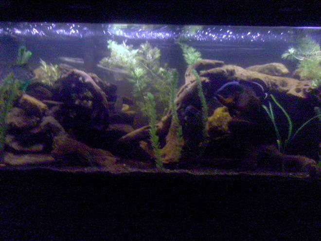 75 gallons freshwater fish tank (mostly fish and non-living decorations) - 75 gallon