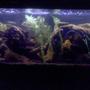 75 gallons freshwater fish tank (mostly fish and non-living decorations) - 75 gallon