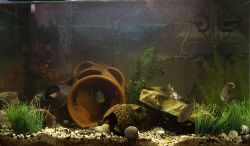 Rated #3554: 96 Gallons Freshwater Fish Tank - my first big tank........ mostly americans, catfish, loaches, silver dollars.