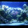 20 gallons saltwater fish tank (mostly fish, little/no live coral) - Has a Sea Clone 150, Uv Turbo Twist, and a Hang On Filter Emperor 280. Live rock , live sand and 5 Tipes of Gobys 1 Blennie. Has 4 24" T5