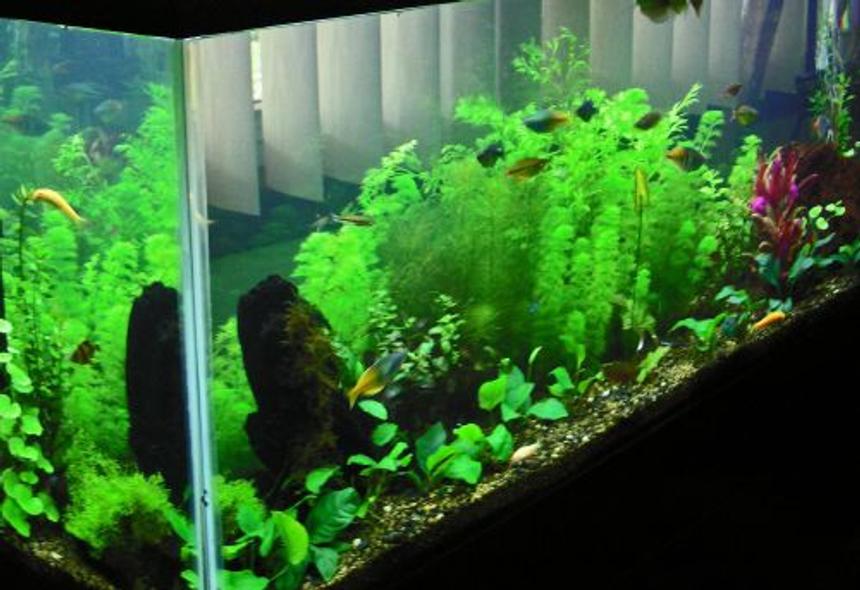 Rated #67: 55 Gallons Planted Tank - 55 Gal, 3 month planted tank.