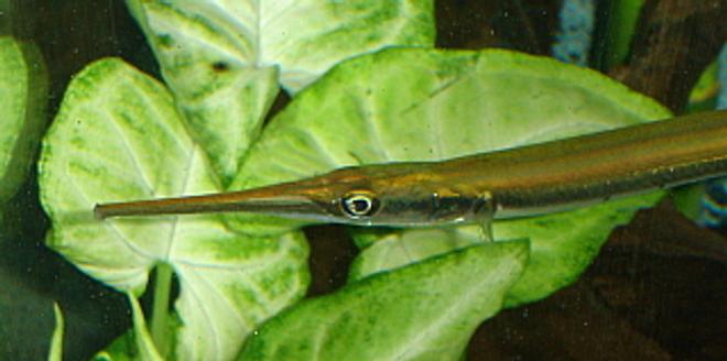 freshwater fish - xenentodon cancila - needle nose gar stocking in 55 gallons tank - Needle Nose Gar