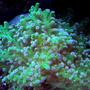 corals inverts - euphyllia paradivisa - frogspawn coral stocking in 150 gallons tank - Frogspawn