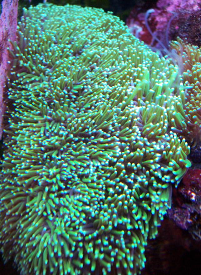 corals inverts - galaxea spp. - tooth coral stocking in 150 gallons tank - Galaxia