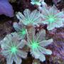 corals inverts - clavularia sp. - clove polyp stocking in 150 gallons tank - Green Cloves