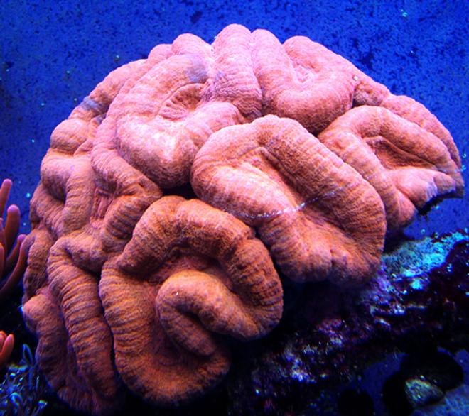 corals inverts - lobophyllia hemprichii - brain coral, lobophyllia stocking in 150 gallons tank - Reddish Orange Lobo