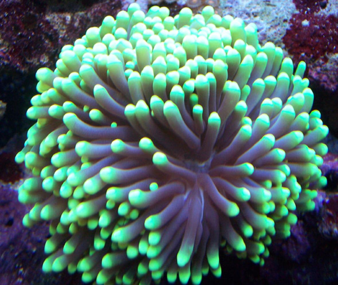corals inverts - euphyllia glabrescens - torch coral stocking in 150 gallons tank - Green torch