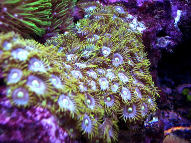 corals inverts - zoanthus sp. - green polyps stocking in 150 gallons tank - Nice zoos