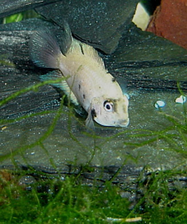 freshwater fish - archocentrus nigrofasciatus - convict cichlid stocking in 55 gallons tank - Male Calico Convict