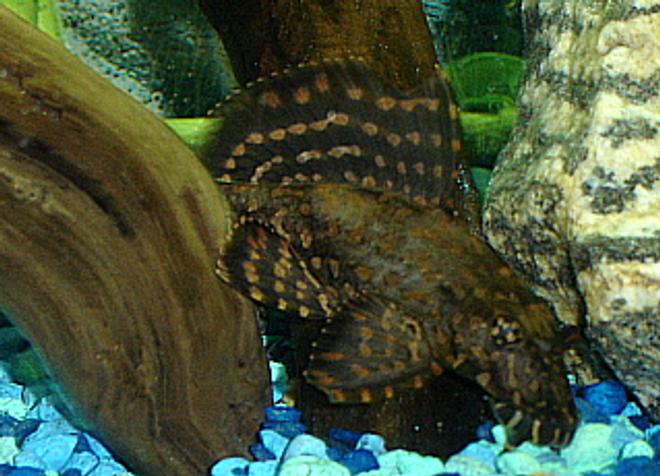freshwater fish - leporacanthicus galazias - tooth-nose pleco (l-07a) stocking in 55 gallons tank - Spotted Pleco