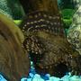 freshwater fish - leporacanthicus galazias - tooth-nose pleco (l-07a) stocking in 55 gallons tank - Spotted Pleco