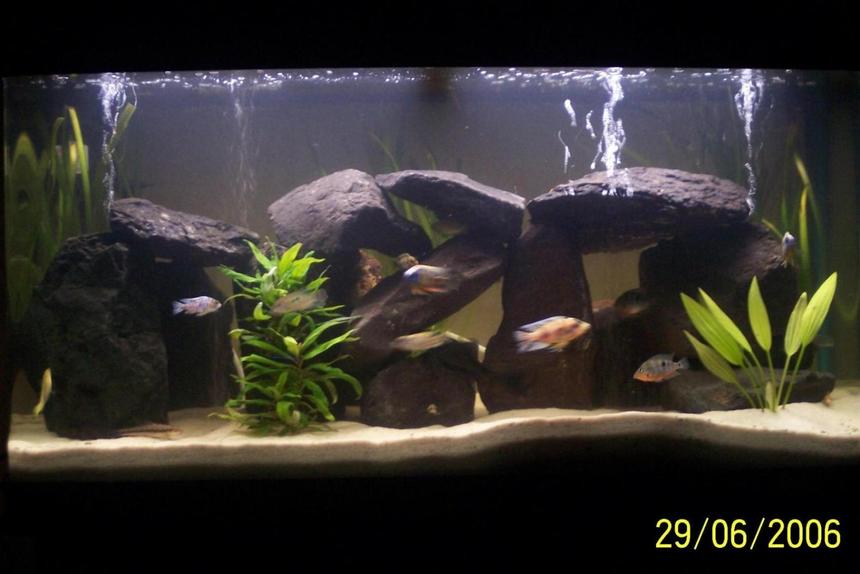 Rated #77: 65 Gallons Freshwater Fish Tank - My Cichlids Tank, they r amazing fish to be kept , very interesting to be watched.
