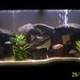 65 gallons freshwater fish tank (mostly fish and non-living decorations) - My Cichlids Tank, they r amazing fish to be kept , very interesting to be watched.