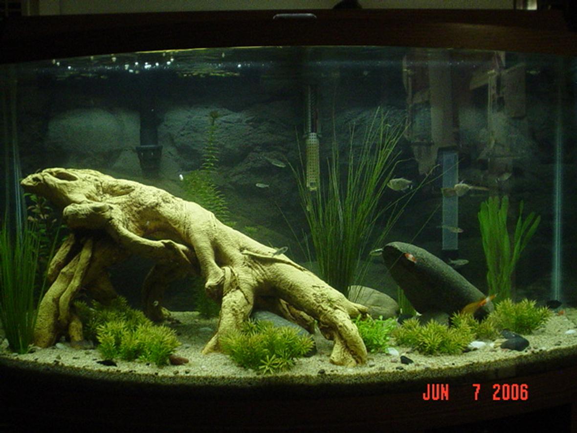 46 gallons freshwater fish tank (mostly fish and non-living decorations) - 46 gal Bowfront freshwater tank with fish and non-living decor