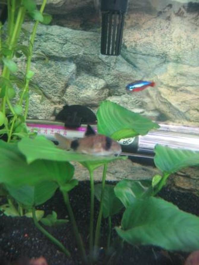 freshwater fish - corydoras panda - panda cory cat stocking in 20 gallons tank - My Baby Panda resting on my anubius leave