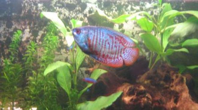 freshwater fish - colisa lalia - powder blue dwarf gourami stocking in 20 gallons tank - My Gourami