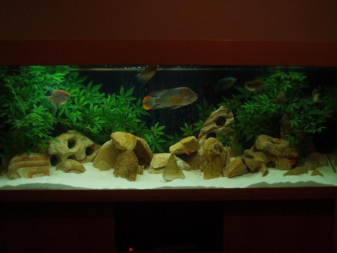 100 gallons freshwater fish tank (mostly fish and non-living decorations) - My Tank