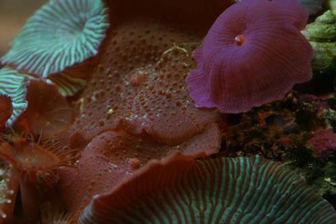 corals inverts - actinodiscus sp. - red mushroom stocking in 20 gallons tank - Assorted mushrooms, they look very nice together but it is a real pain to get them to attach where you want them to achieve this result!