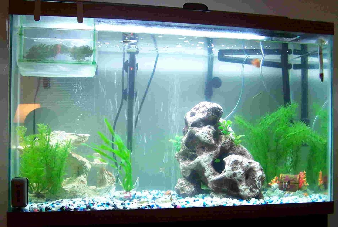 29 gallons freshwater fish tank (mostly fish and non-living decorations) - my tank (the web page wouldnt let me use a higher quality pic sorry)