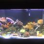 90 gallons reef tank (mostly live coral and fish) - my 90 gallon fish tank