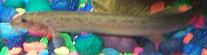 freshwater fish - misgurnus anguillicaudatus - gold dojo loach stocking in 10 gallons tank - My Dojo Loach