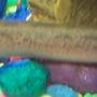 freshwater fish - misgurnus anguillicaudatus - gold dojo loach stocking in 10 gallons tank - My Dojo Loach